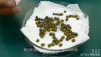 绿豆观察日记400字 四年级_绿豆观察日记400字 四年级范文